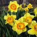 Narcissus grande couronne 'Delibes' PB 10